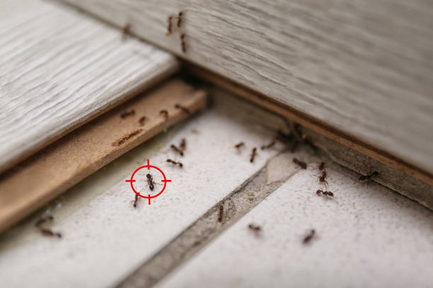 Best Emergency Pest Control  in Naval Academy, MD