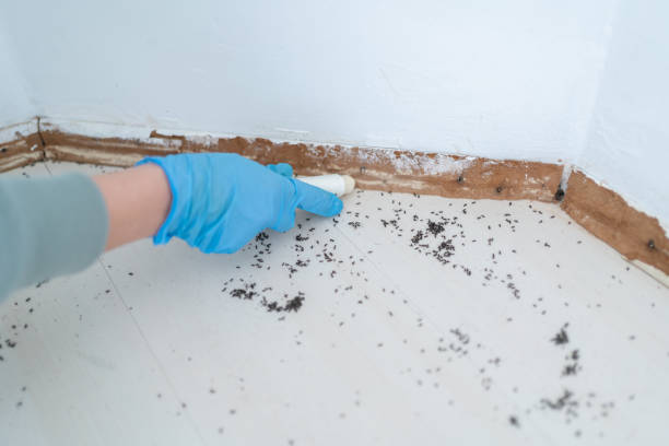 Best Mosquito Control Services  in Naval Academy, MD